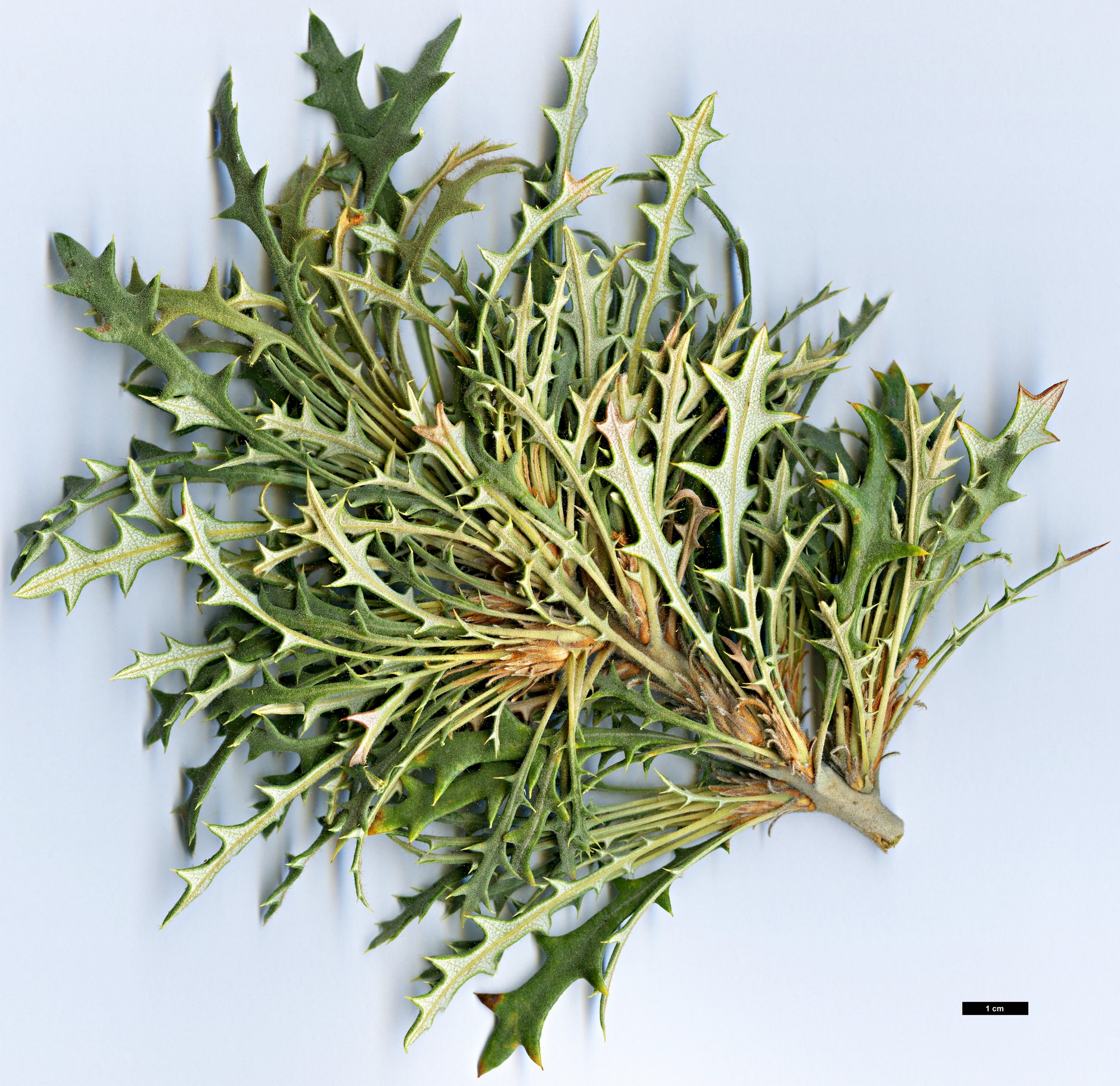 High resolution image: Family: Proteaceae - Genus: Dryandra - Taxon: conferta - SpeciesSub: var. conferta 